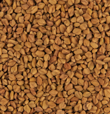 Whole Coriander Seeds